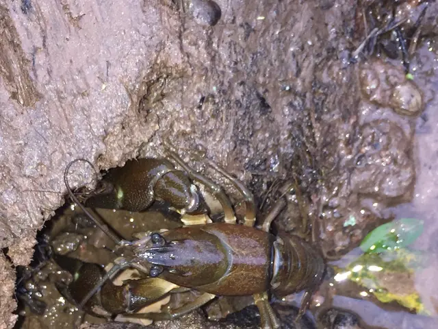 The image shows a crayfish crawling out of a hole in the mud, surrounded by water and leaves.