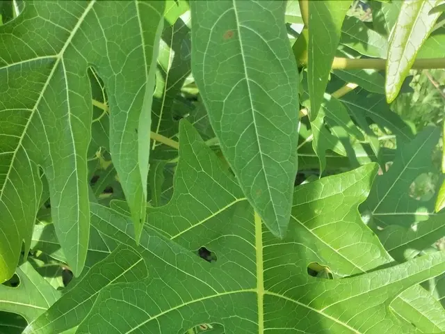 The image shows a close up of a papaya tree with lush green leaves and small plants on the ground....