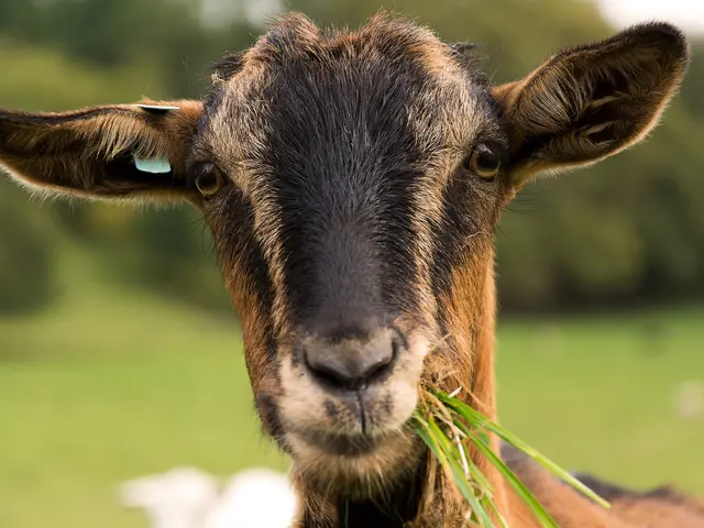 The image shows a brown and black goat eating grass in a field with a blurred background.