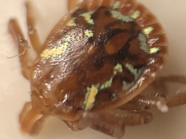 The image shows a close up of a brown and green tick on a white surface.