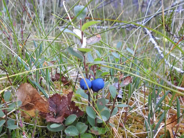 The image shows a small blueberry plant in the middle of a grassy field, with its bright blue...