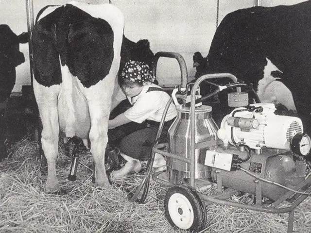The image shows a black and white photo of a woman milking a cow in a barn, surrounded by grass and...