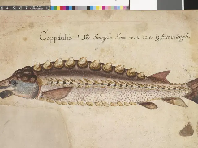 The image shows a drawing of a sturgeon on a piece of paper with text written on it. The fish is...