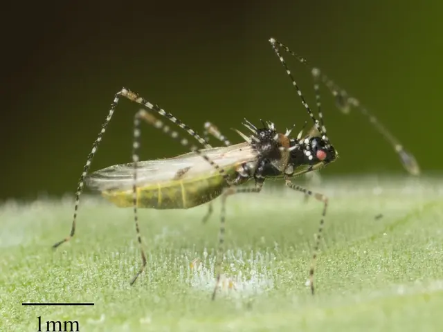 The image shows a close up of an Asian tiger mosquito on a green leaf. The background is slightly...