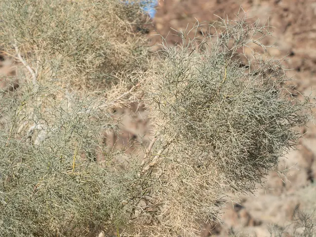The image shows an olive tree in the middle of a desert, with its branches reaching up towards the...
