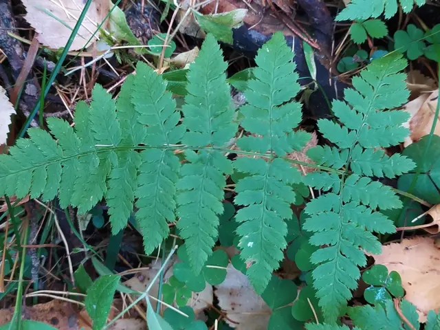 The image shows a lush green fern leaf in the woods surrounded by dried leaves and grass.