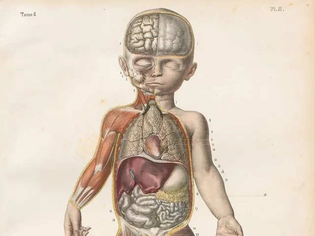 The image shows an old book with a drawing of a baby's body on it, depicting the anatomy of the...