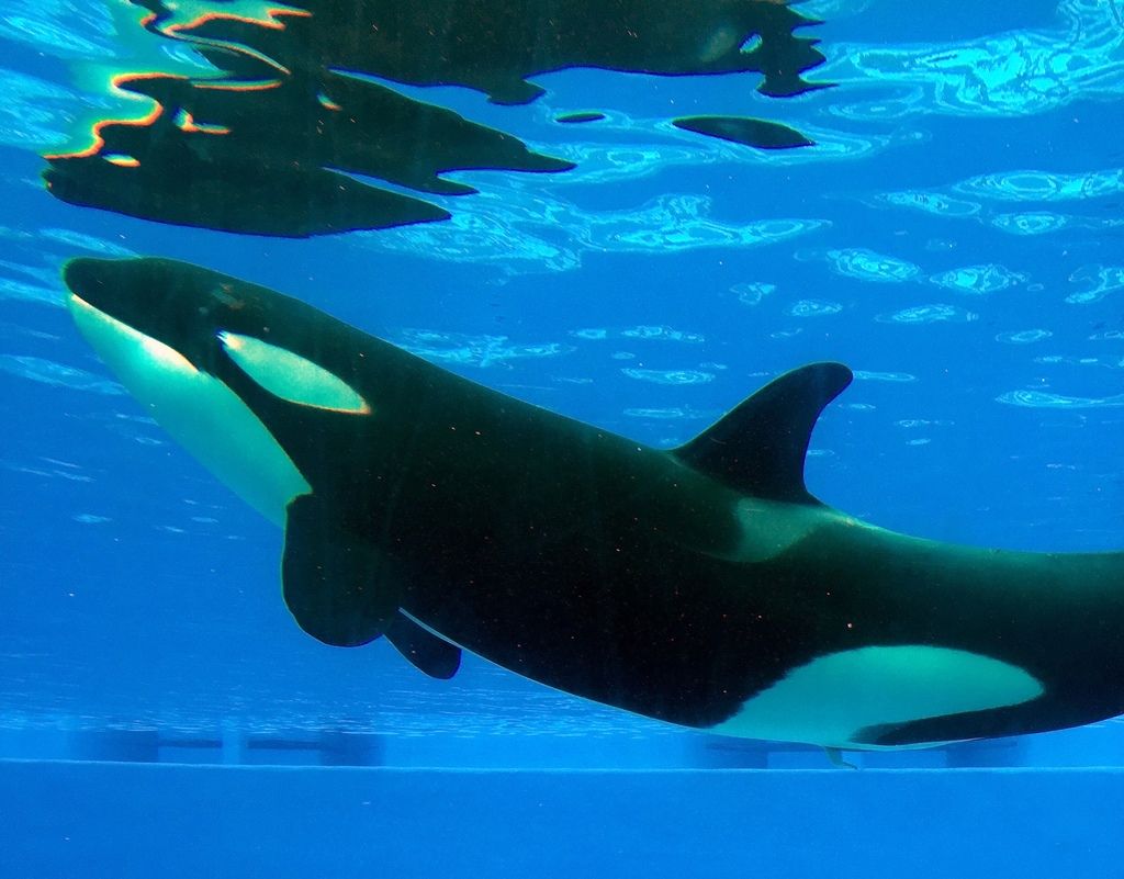 XRP Network Usage Surges as the Number of Large Crypto Holders Hits a 12-Year Peak